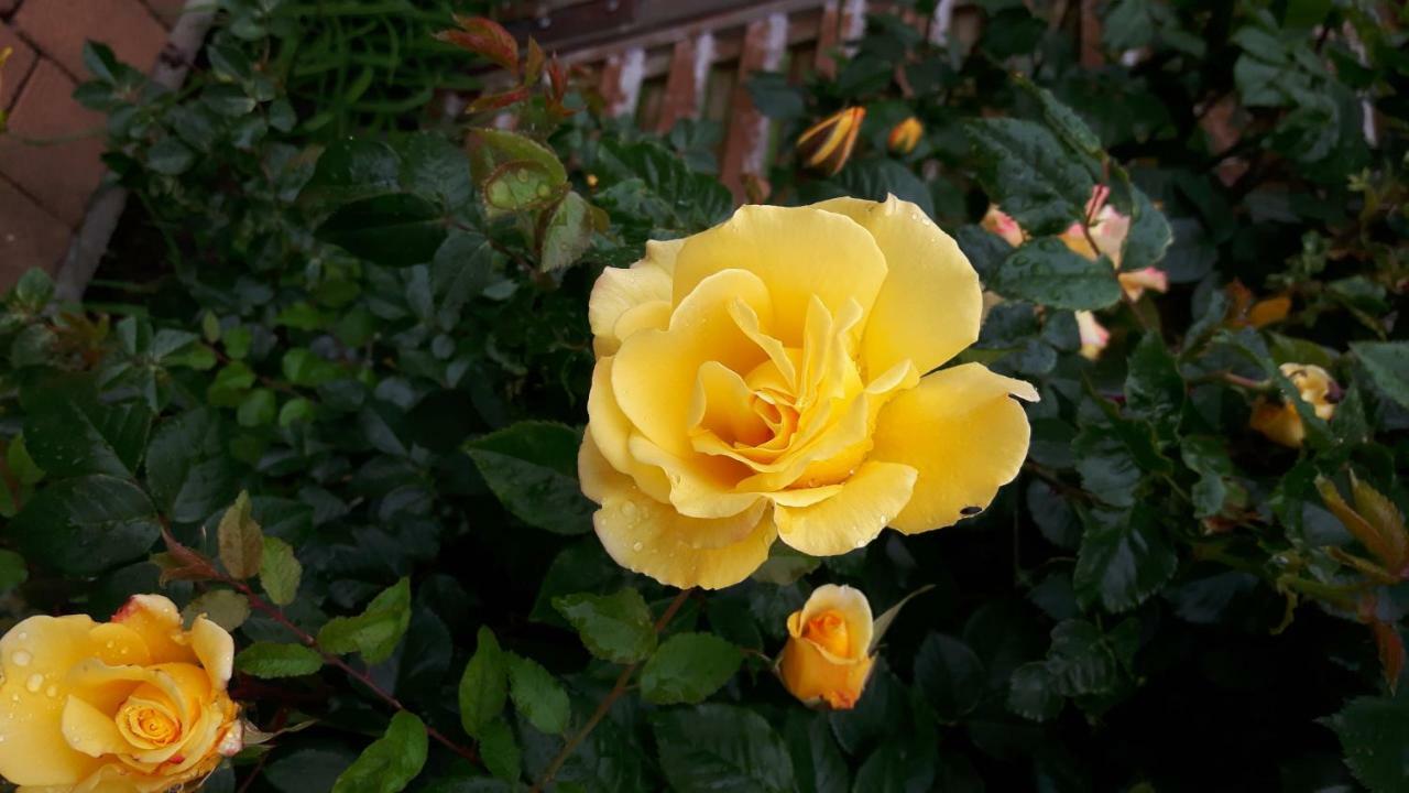 Reiterbauernhof Schoenlehenhof Mank Dış mekan fotoğraf
