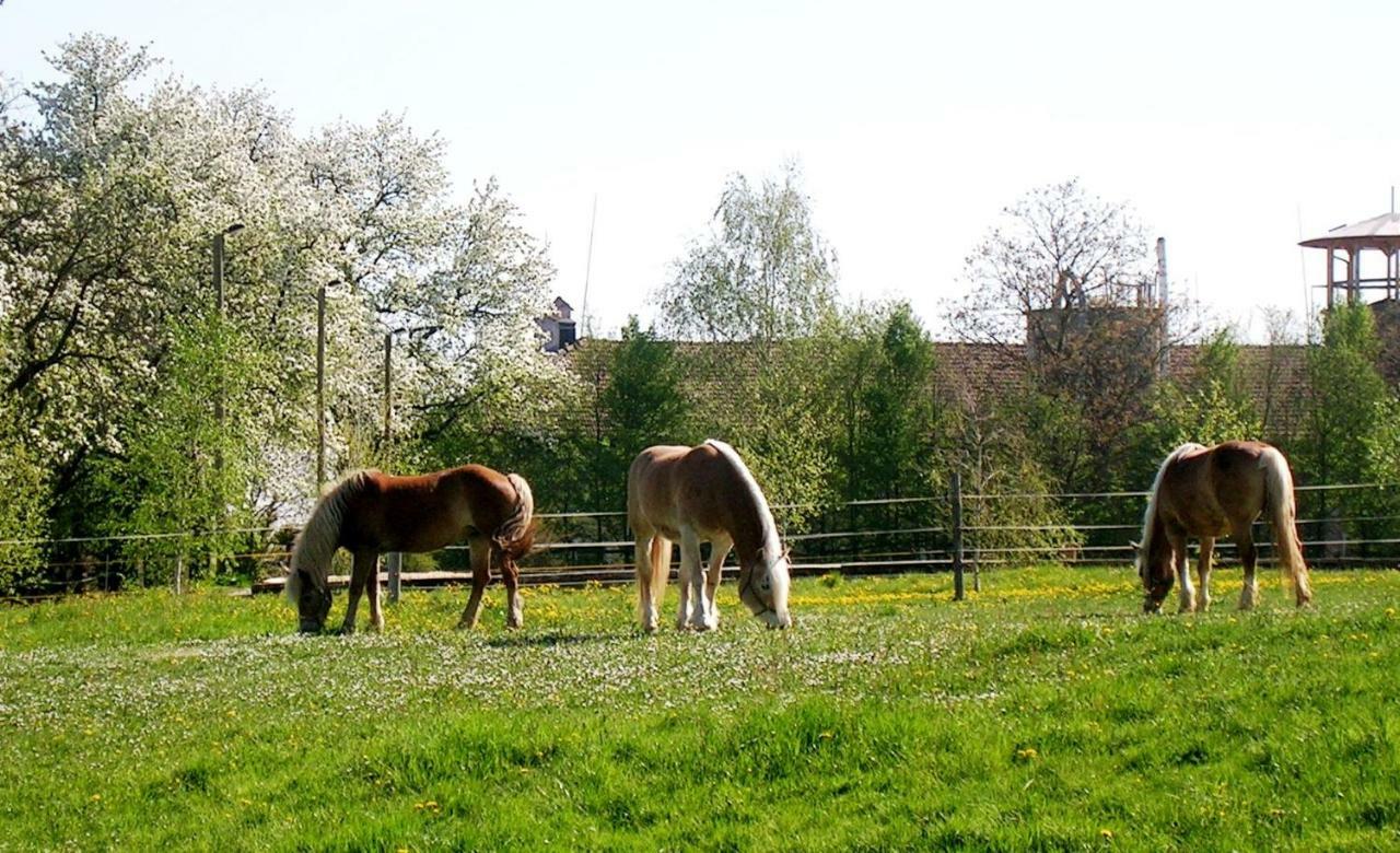 Reiterbauernhof Schoenlehenhof Mank Dış mekan fotoğraf